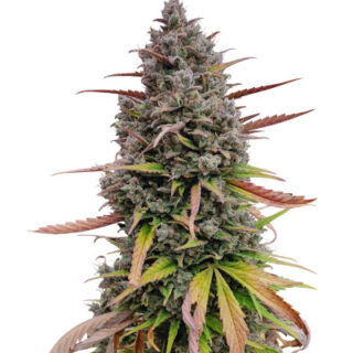 Сорт Purple Punch OG XL Auto fem (Sweet Seeds)