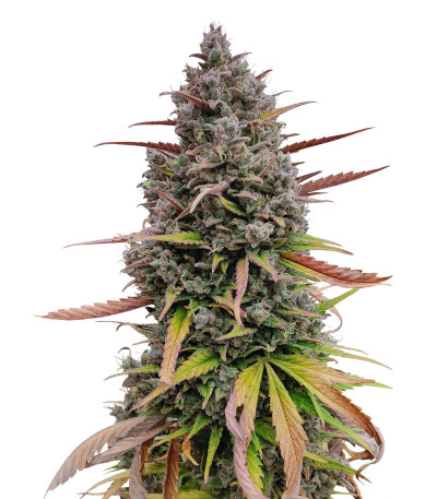 Сорт Purple Punch OG XL Auto fem (Sweet Seeds) Сорт Purple Punch OG XL Auto fem (Sweet Seeds)