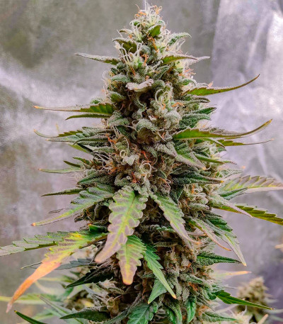 Сорт Purple Punch OG XL Auto fem (Sweet Seeds) Сорт Purple Punch OG XL Auto fem (Sweet Seeds) — изображение 8