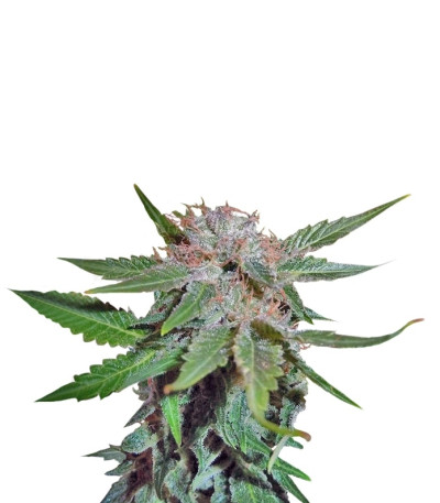 Сорт Royal Cheese (Fast Flowering) fem (RQS) Сорт Royal Cheese (Fast Flowering) fem (RQS)