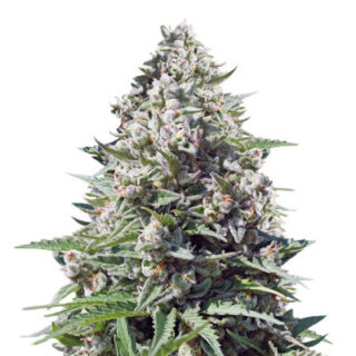 Сорт Royal Gorilla Automatic fem (RQS)