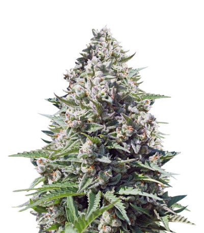 Сорт Royal Gorilla Automatic fem (RQS) Сорт Royal Gorilla Automatic fem (RQS)