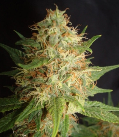 Сорт Royal Cheese (Fast Flowering) fem (RQS) Сорт Royal Cheese (Fast Flowering) fem (RQS) — изображение 2