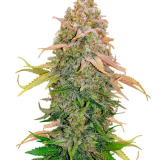 Сорт Runtz fem (Barney's Farm) Сорт Runtz fem (Barney's Farm)