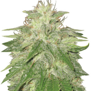 Сорт Super Hash fem (Pyramid Seeds) Сорт Super Hash fem (Pyramid Seeds)