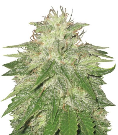 Сорт Super Hash fem (Pyramid Seeds) Сорт Super Hash fem (Pyramid Seeds)