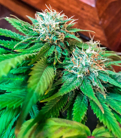 Сорт Sour Diesel Auto fem (Herbies Seeds) Сорт Sour Diesel Auto fem (Herbies Seeds) — изображение 5