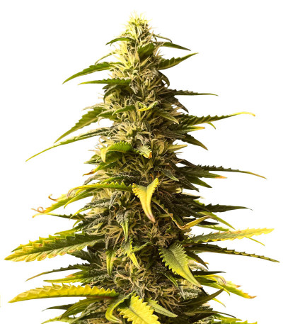 Сорт Sour Diesel Auto fem (Herbies Seeds) Сорт Sour Diesel Auto fem (Herbies Seeds)