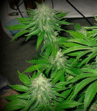 Сорт Super Hash fem (Pyramid Seeds) Сорт Super Hash fem (Pyramid Seeds) — изображение 4
