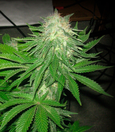 Сорт Super Hash fem (Pyramid Seeds) Сорт Super Hash fem (Pyramid Seeds) — изображение 5