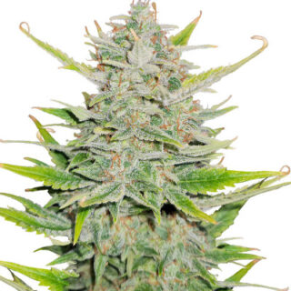 Сорт Sweet ZZ Automatic fem (RQS)