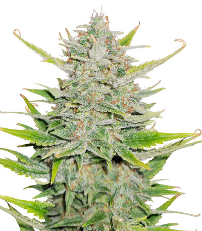 Сорт Sweet ZZ Automatic fem (RQS) Сорт Sweet ZZ Automatic fem (RQS)
