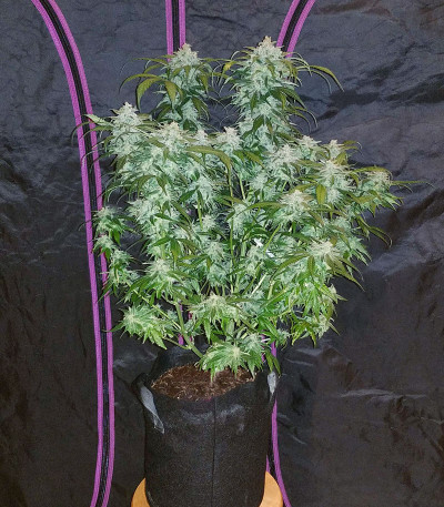 Сорт Tangie Auto (Tangie'matic auto) fem (FastBuds) Сорт Tangie Auto (Tangie'matic auto) fem (FastBuds) — изображение 6