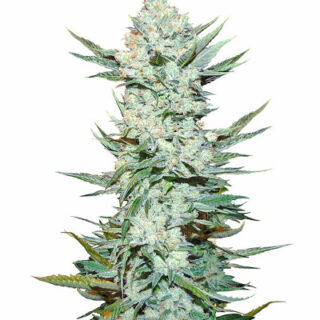 Сорт Tangie Auto (Tangie'matic auto) fem (FastBuds)