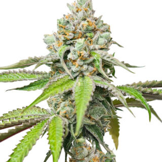 Сорт Triple G fem (RQS)