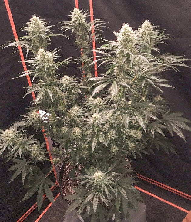 Гроурепорт сорта конопли Strawberry Amnesia от Herbies Seeds