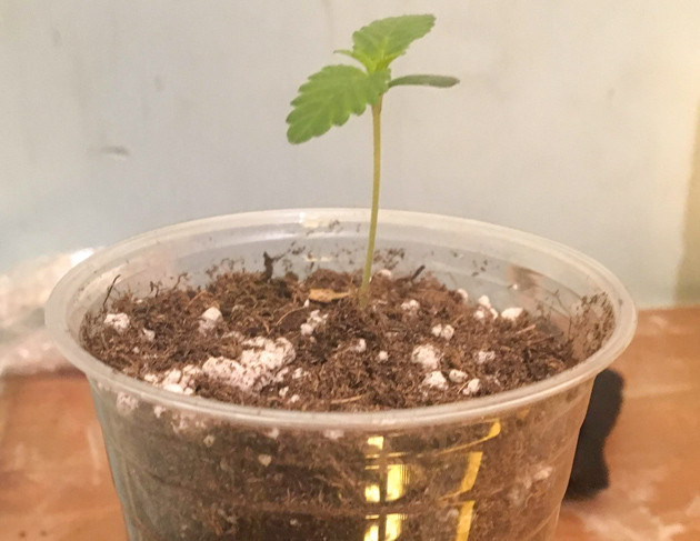 Гроурепорт сорта конопли Strawberry Amnesia от Herbies Seeds