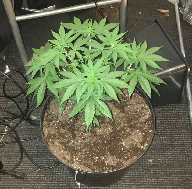Гроурепорт сорта конопли Strawberry Amnesia от Herbies Seeds