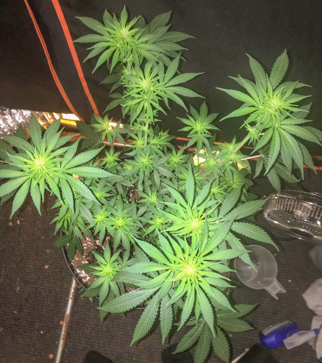 Гроурепорт сорта конопли Strawberry Amnesia от Herbies Seeds