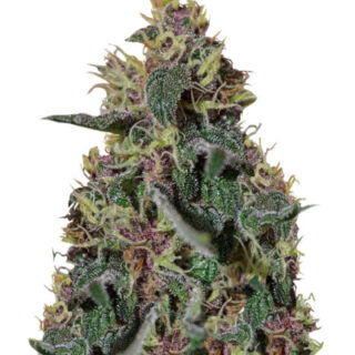 Сорт Ayahuasca Purple fem (Barney's Farm) Сорт Ayahuasca Purple fem (Barney's Farm)