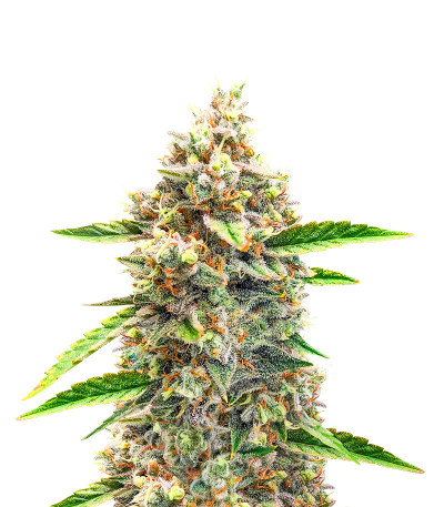 Сорт Bruce Banner #3 Auto fem (Herbies Seeds) Сорт Bruce Banner #3 Auto fem (Herbies Seeds)