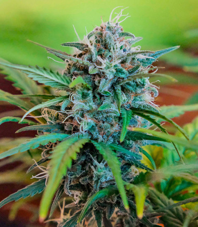 Сорт CBD Apple Betty Auto fem (Herbies Seeds) Сорт CBD Apple Betty Auto fem (Herbies Seeds) — изображение 3