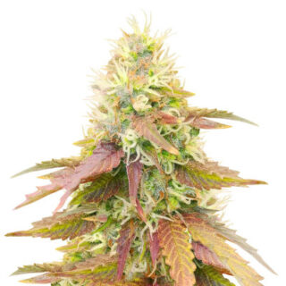 Сорт CBD Apple Betty Auto fem (Herbies Seeds)