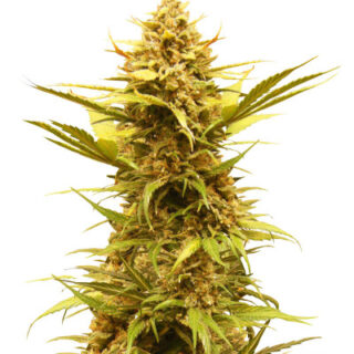 Сорт Critical XXL Auto fem (Herbies Seeds)