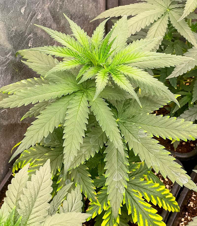 Сорт GMO fem (Barney's Farm) Сорт GMO fem (Barney's Farm) — изображение 3