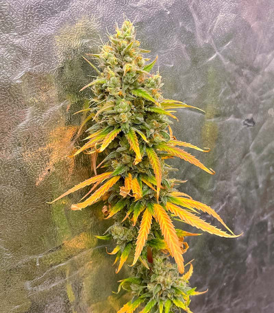 Сорт GMO fem (Barney's Farm) Сорт GMO fem (Barney's Farm) — изображение 6