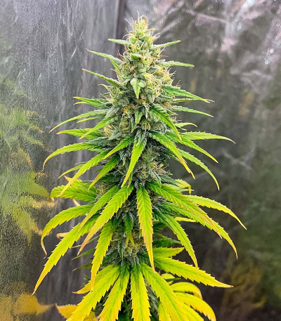 Сорт GMO fem (Barney's Farm) Сорт GMO fem (Barney's Farm) — изображение 5