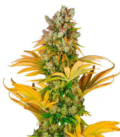 Сорт GMO fem (Barney's Farm) Сорт GMO fem (Barney's Farm)
