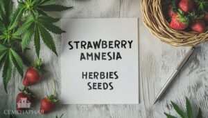 Сорт Strawberry Amnesia fem (Herbies Seeds)