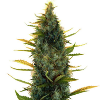 Сорт Lowryder Auto fem (Doctor’s Choiсe) Сорт Lowryder Auto fem (Doctor’s Choiсe)