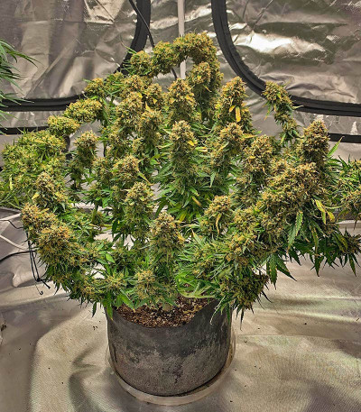 Northern Lights Auto fem (Herbies Seeds) Northern Lights Auto fem (Herbies Seeds) — изображение 4