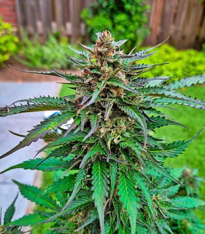 Northern Lights Auto fem (Herbies Seeds) Northern Lights Auto fem (Herbies Seeds) — изображение 3