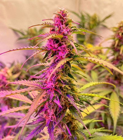 Northern Lights Auto fem (Herbies Seeds) Northern Lights Auto fem (Herbies Seeds) — изображение 5
