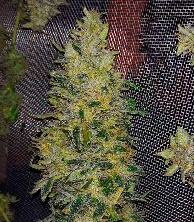Northern Lights Auto fem (Herbies Seeds) Northern Lights Auto fem (Herbies Seeds) — изображение 6