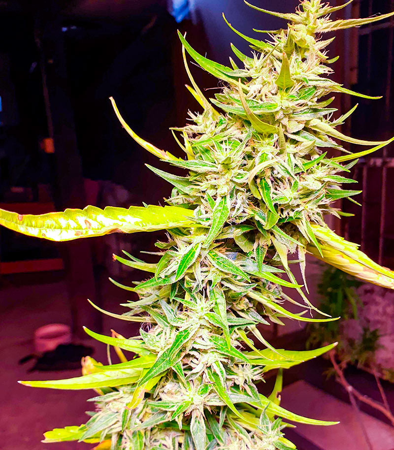 Сорт Northern Lights fem (Herbies Seeds) Сорт Northern Lights fem (Herbies Seeds) — изображение 4