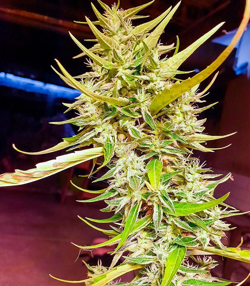 Сорт Northern Lights fem (Herbies Seeds) Сорт Northern Lights fem (Herbies Seeds) — изображение 5