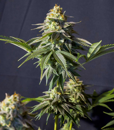 Сорт Orange Sherbet FF fem (FastBuds) Сорт Orange Sherbet FF fem (FastBuds) — изображение 4