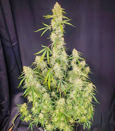 Сорт Orange Sherbet FF fem (FastBuds) Сорт Orange Sherbet FF fem (FastBuds) — изображение 5