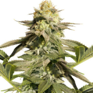 Сорт Orange Sherbet FF fem (FastBuds) Сорт Orange Sherbet FF fem (FastBuds)