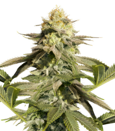 Сорт Orange Sherbet FF fem (FastBuds) Сорт Orange Sherbet FF fem (FastBuds)