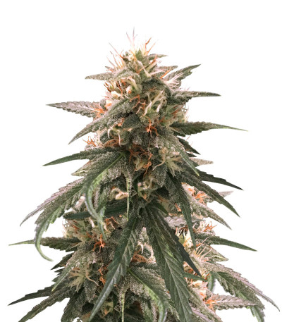 Сорт Strawberry Amnesia fem (Herbies Seeds) Сорт Strawberry Amnesia fem (Herbies Seeds)