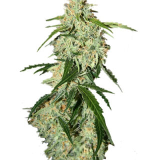 Сорт Big Bang Auto fem (GHS)