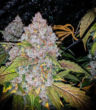 Сорт Stardawg Auto fem (FastBuds) Сорт Stardawg Auto fem (FastBuds) — изображение 4