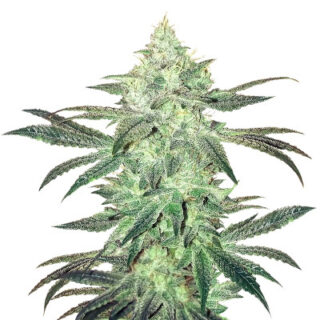Сорт Stardawg Auto fem (FastBuds)