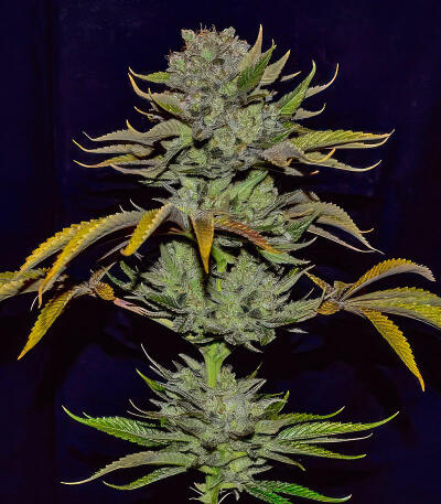 Сорт Jack Herer fem (Seedkeepers) Сорт Jack Herer fem (Seedkeepers) — изображение 4