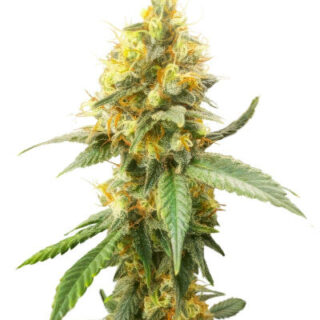 Сорт Jack Herer fem (Seedkeepers)